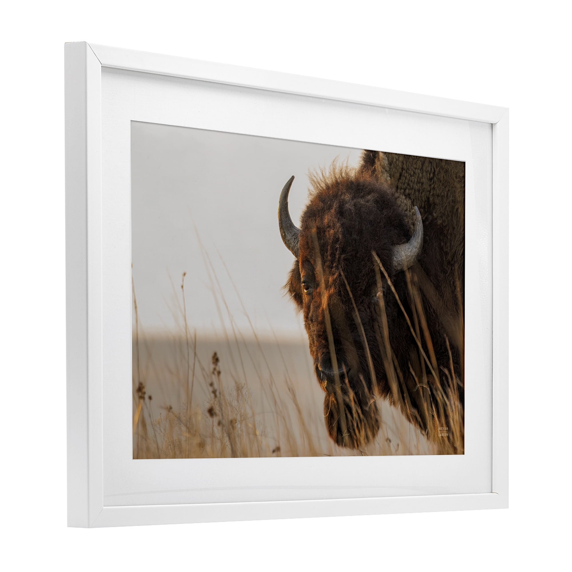 Stupell Industries Bison Sunset on Golden Prairie White Framed Print Under Glass, design by Nathan Larson