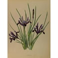 thumbnail image 3 of Arentine H. Arendsen 19x24 Black Modern Framed Museum Art Print Titled - Iris Reticulated (1872-1881), 3 of 5