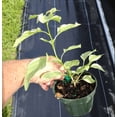 thumbnail image 2 of Magic Bougainvillea Plant Live for Planting, Dark Pink Tropical Bougainvillea Flowering Vine, 4-6 Inch Tall, No Pot, 2 of 6