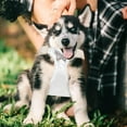 thumbnail image 3 of Heavy Duty No Pull Dog Harness With Padded Vest Reflective Stitching Adjustable Walking Training Gear For Medium Large, 3 of 4