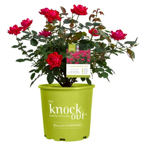 Double Knock Out® Rose - 3 Gallon Pot, Live Deciduous Shrub, Full Sun, Outdoor