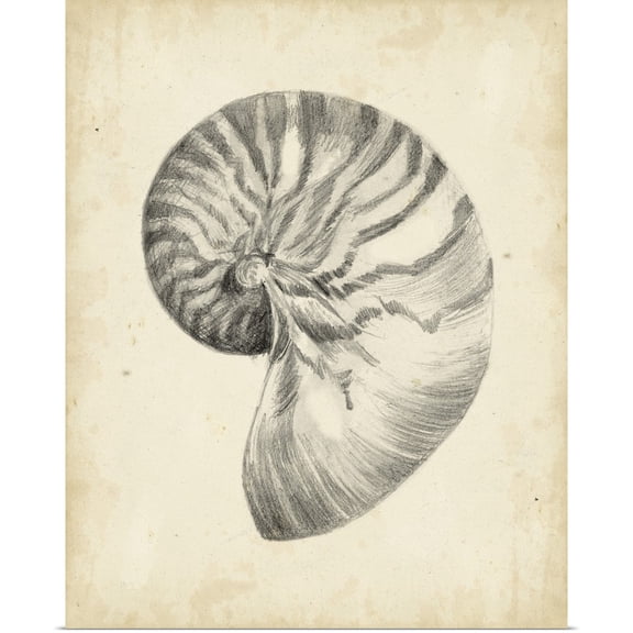 Great BIG Canvas | "Antique Shell Study I" Art Print - 16x20