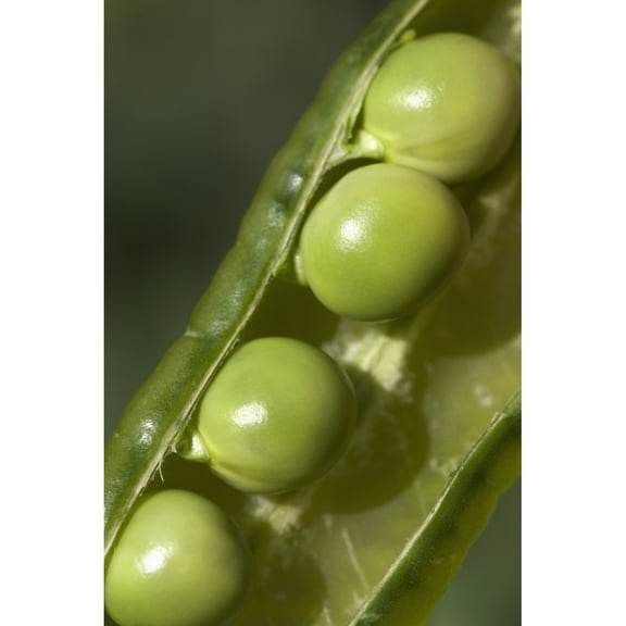 Posterazzi DPI1882669 An Opened Green Pea Pod - Alberta, Canada Poster Print, 13 x 20