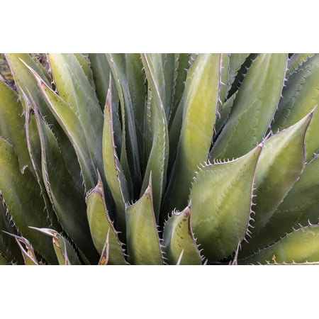 Close Up of a Succulent Plant, Sonoran Desert, Arizona Print Wall Art By Chuck