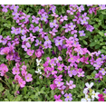 thumbnail image 4 of 8000 Mixed Creeping Thyme Seeds for Planting,  Ground Cover Perennial Seeds Thymus Serpyllum Seed, 4 of 6