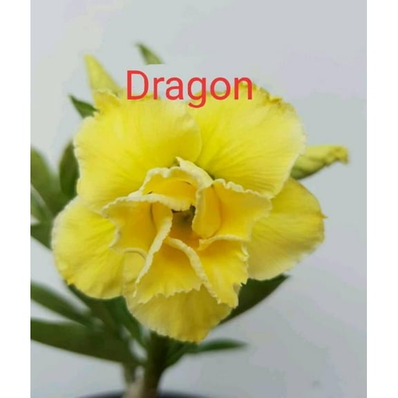 4 Dragon Desert Rose Seeds Adenium Obesum Flower Perennial Flowers Exotic 595