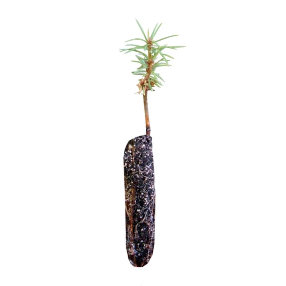 Grand Fir | Small Tree Seedling | The Jonsteen Company