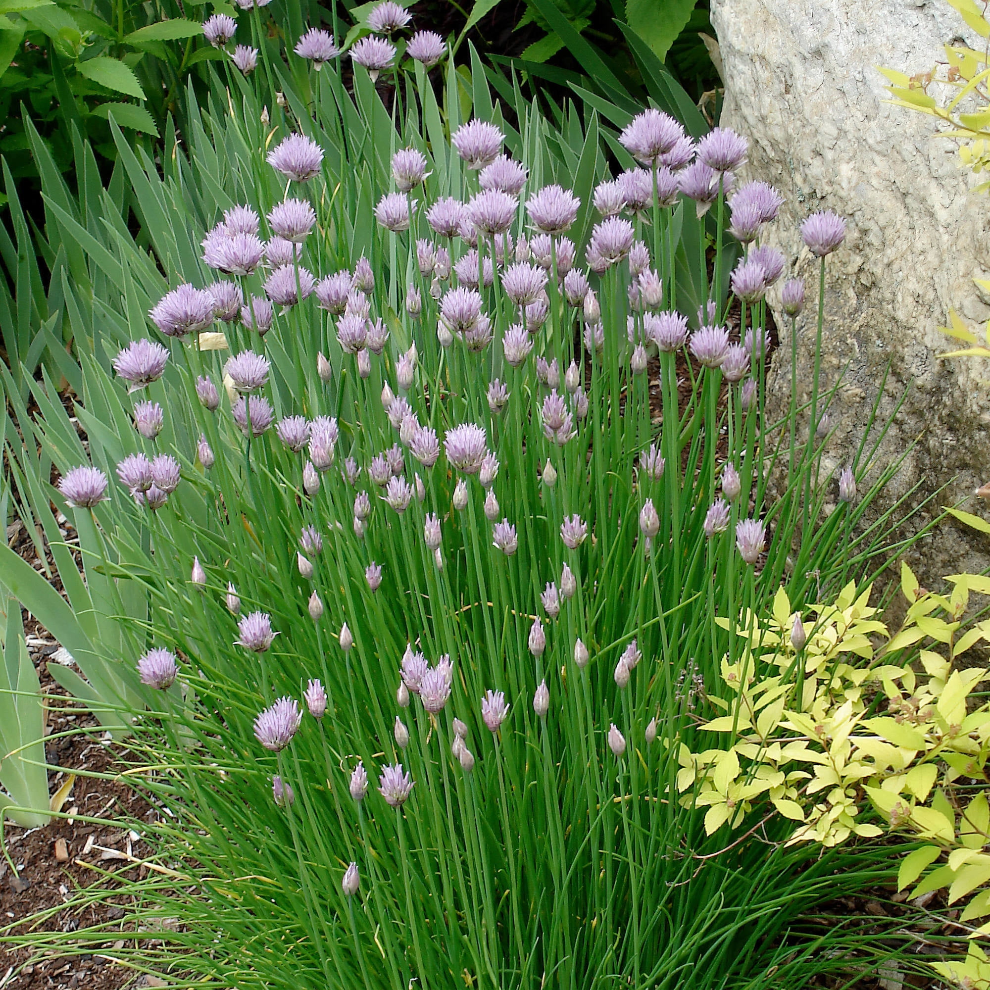 19.3 oz. 2-Pack Bonnie Plants Onion Chives