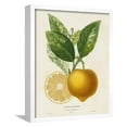 thumbnail image 4 of French Lemon Botanical III, Botanical Framed Art Print Wall Art by A^ Risso, 4 of 4
