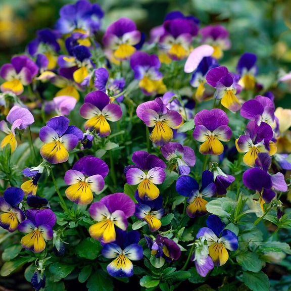 120 Seeds Johnny Jump Up for Planting, Viola Tricolor Helen Mount Plant Easy to Grow for Garden
