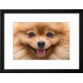 thumbnail image 2 of Puppy Pomeranian Dog Cute Pets in Home, CloseUp Image, Animals Framed Art Print Wall Art by Suti Stock Photo Sold by Art.Com, 2 of 2