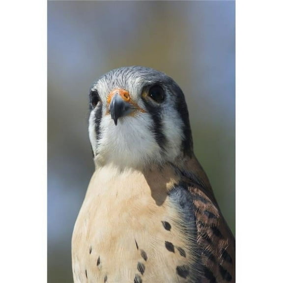 American Kestrel in Breeding Plumage - Connecticut USA Poster Print - 24 x 38 in. - Large