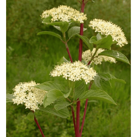 Set 5 Red Osier Dogwood Tree Seedling Bare Roots and No Leaves for Planting - 1 to 2ft - Dormant in Winter - No Ship PR, HI, AK
