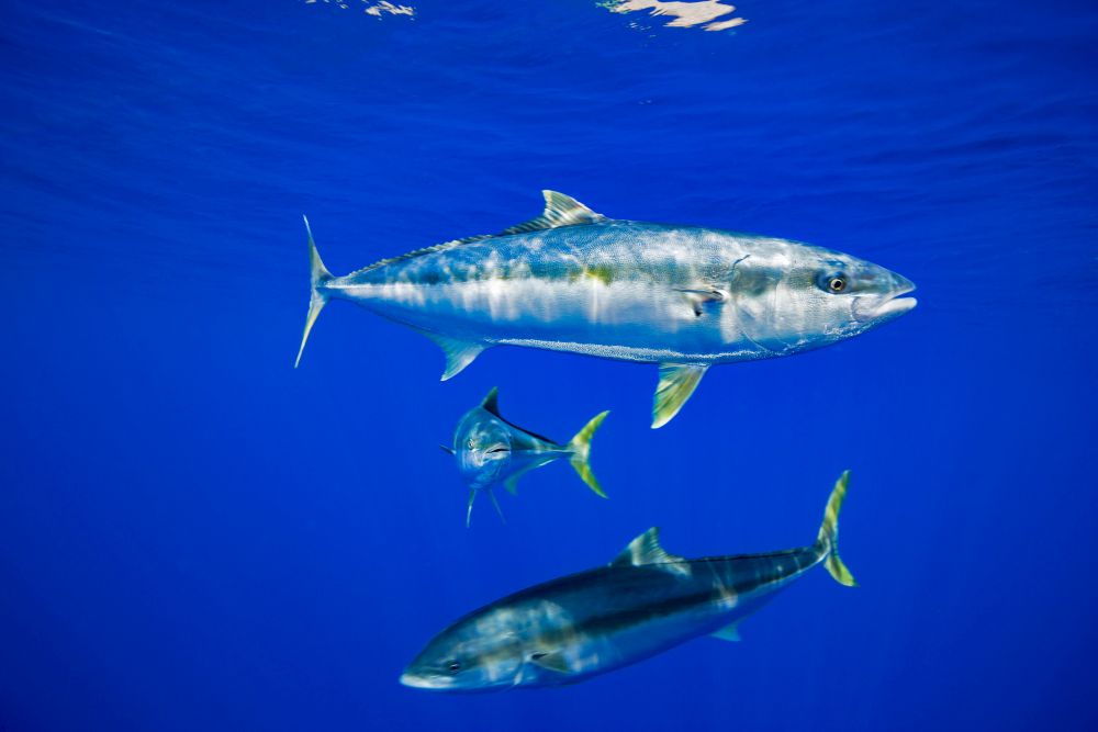 California yellowtail fish, Seriola dorsalis, swimming off Guadalupe
