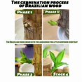 thumbnail image 4 of Easter’s Gift Brazilian Wood Plant Fortune Brazil Wood Potted Mini Plant Brazilian Lucky Wood for Desktop Decoration Includes Plastic Tray Ideal for Home Office or Gift Giving Air, 4 of 7