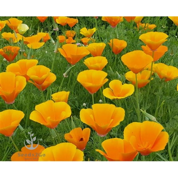 Purple Coneflower (Echinacea Purpurea) Seeds - MVR1 Pack of 7,500  Seeds by Seeds2Go