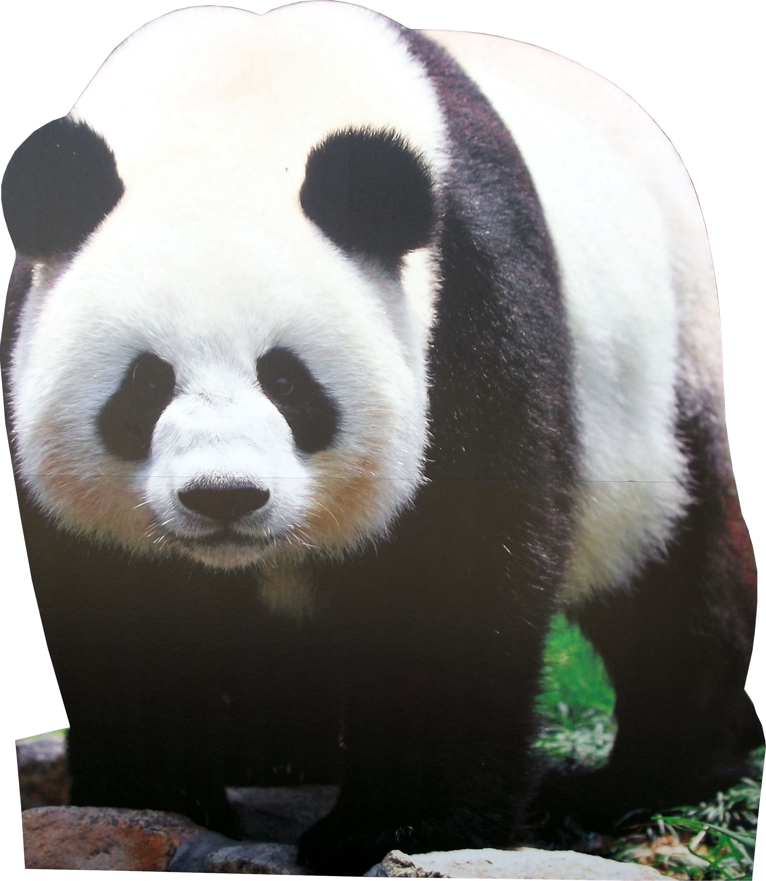 Life Size Animal Cardboard Cutouts