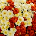 thumbnail image 2 of Better Homes & Gardens 3QT Tricolor Mum Live Plant in Orange Pumpkin Planter , Full Sun, 2 of 5