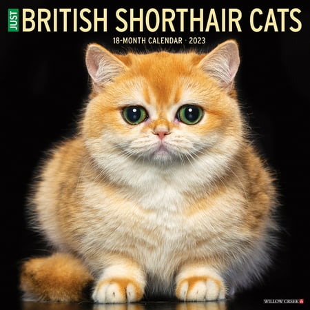 UPC: 0709786069941 | British Shorthair Cats 2023 Wall Calendar