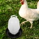 thumbnail image 5 of 2 comederos automáticos de agua para pollos, contenedor de agua para pollos, cubo dispensador de agua para pollitos, 5 of 7