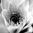 thumbnail image 2 of Erin Berzel 36x36 Gallery Wrapped Canvas Wall Art Titled - Classic Lotus Square, 2 of 4