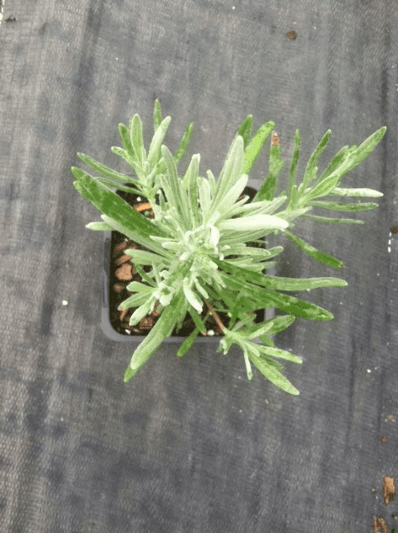 Daylily Nursery Lavender Grosso Live Plant with 4in Pot