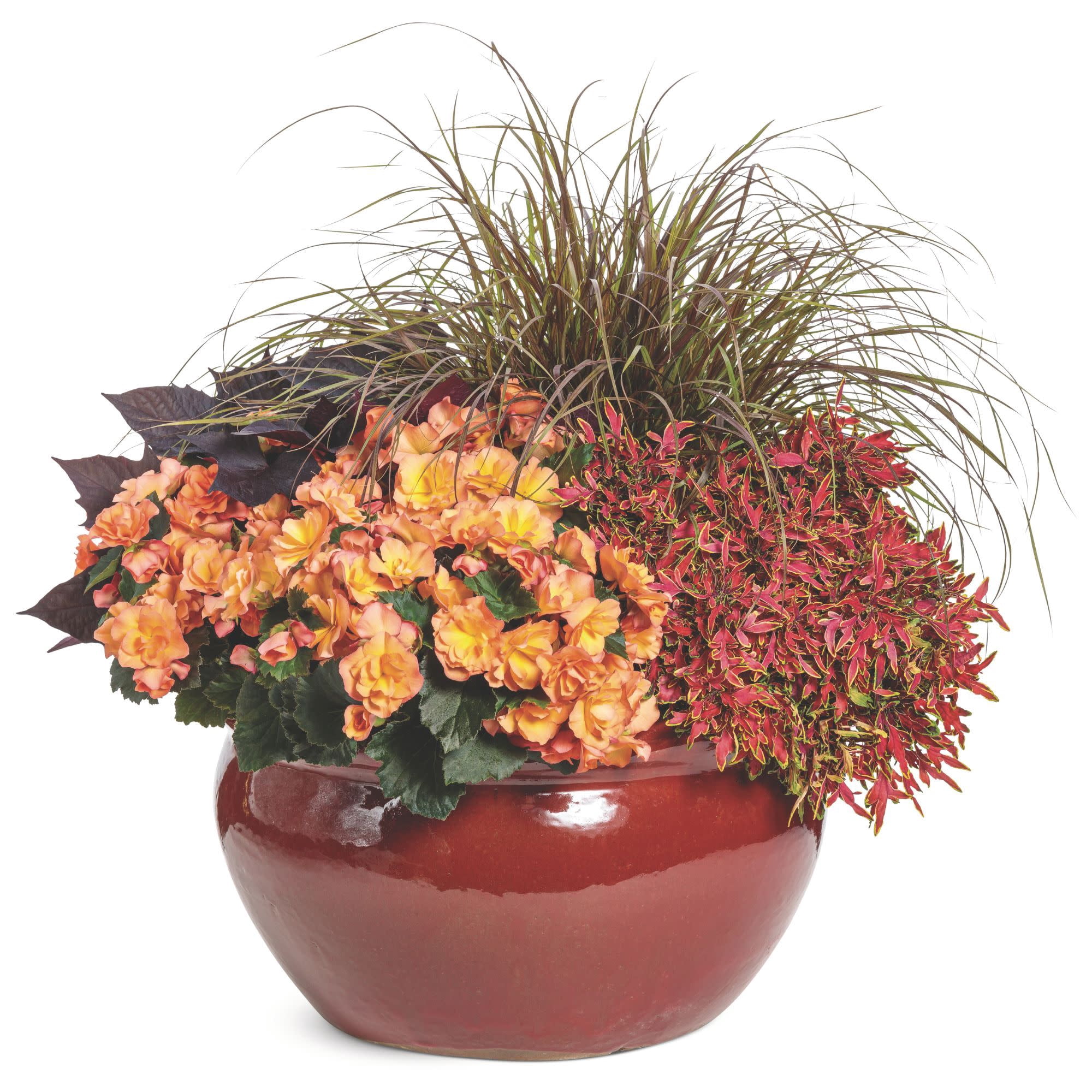 Proven Winners 4" Orange ColorBlaze Mini Me Watermelon Coleus Live Plant in 4.25" Pot (4 Count)