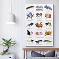 thumbnail image 5 of HFDF Animal Science Poster Axolotl Posters Axolotl Morphs Art Canvas Patg Posters- Poster Decorative Patg Canvas Wall Posters And Art Picture Prt Modern Family Decor Posters(30x 20x24inch Framed, 5 of 5