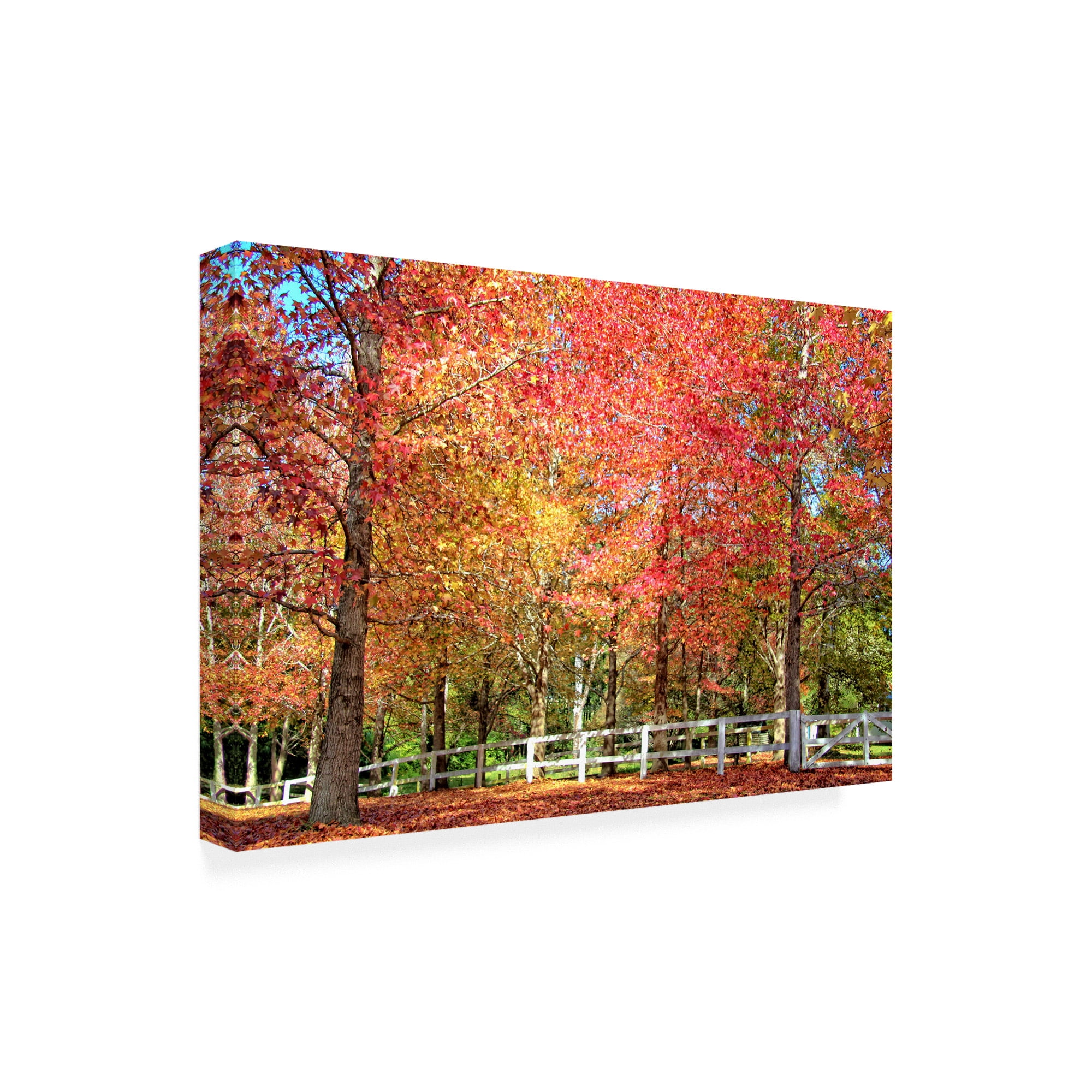 Trademark Fine Art 'BC Magic of Autumn' Canvas Art by Beata Czyzowska Young