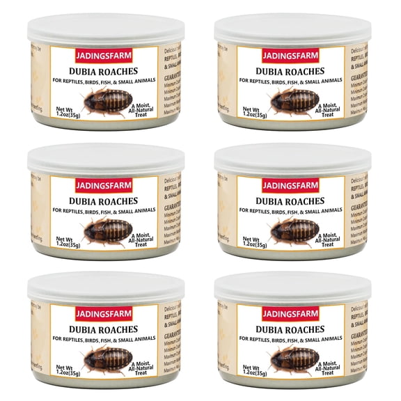 JADINGSFARM Cucarachas Dubia enlatadas, 6 unidades, 204 g, alto contenido de proteína