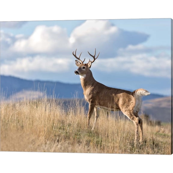 Great Art Now Montana Whitetail Buck II by Larry McFerrin, Canvas Wall Art, 20W x 16H