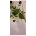 2 Live Passiflora Quadrangularis Giant Grandilla Starter Plants 2-live-passiflora-quadrangularis-giant-grandilla-starter-plants