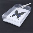 thumbnail image 5 of 1 pinza de acero inoxidable para hacer especímenes de insectos, pinzas para extender las alas de los insectos, pinzas para especímenes, herramienta plateada., 5 of 5