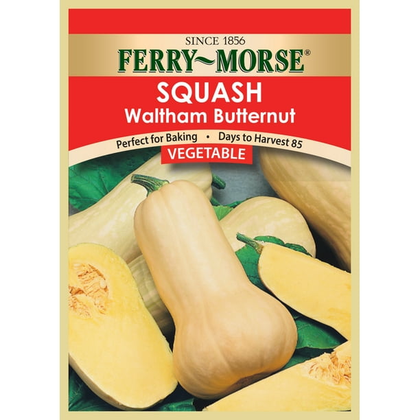 FerryMorse Squash Waltham Butternut