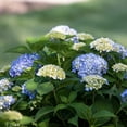 thumbnail image 4 of Endless Summer The Original Reblooming Hydrangea Live Shrub in 2-Gallon Grower Pot, 4 of 12