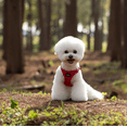 thumbnail image 5 of Soft Mesh Dog Harness Set, No-Chock Step-in Reflective Breathable Lightweight Easy Walk Vest Harnesses with Safety Buckle for Small Dogs, 5 of 10