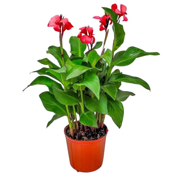 Tropical Plants of Florida 18" to 22" Pink Canna Lily Bush; Pink Blooms, Full Sunlight, Growers Pot