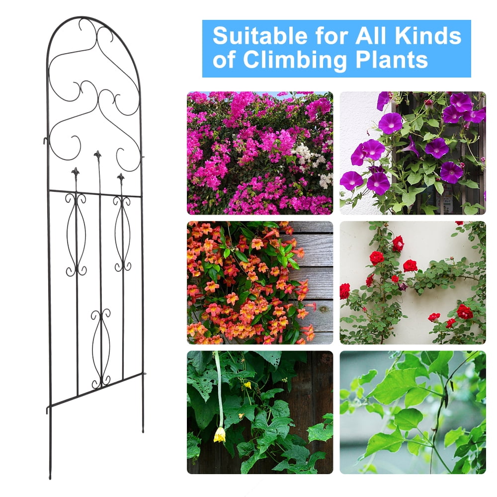 4 Pack 60 X 18 Rustproof Iron Garden Trellis For Potted Plants Lattice Climbing Rose Vine Flower Cucumber Clematis Arched Top Walmart Com Walmart Com 4 Pack 60 X 18 Rustproof Iron Garden Trellis For Potted Plants Lattice Climbing Rose Vine Flower Cucumber Clematis Arched Top Walmart Com Walmart Com