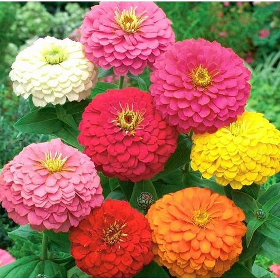 California Giant Zinnia 200  Seeds, Beautiful Bright Crisp Colors