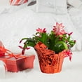 thumbnail image 3 of Costa Farms 10" Tall, Holiday Cactus, Bright Indirect Sunlight, Indoor Live House Plants, 2-Pk, 3 of 11