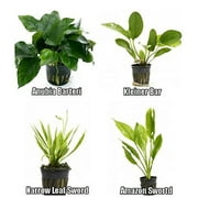 4 Potted Live Aquarium Plants Bundle - Anubia, Amazon Sword, Kleiner Bar, Narrow Leaf