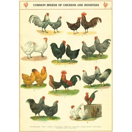 - Cavallini & Co. Chickens and Roosters Poster Wrapping Paper Sheet, Luxury Italian archival paper stock By Cavallini Co From USA