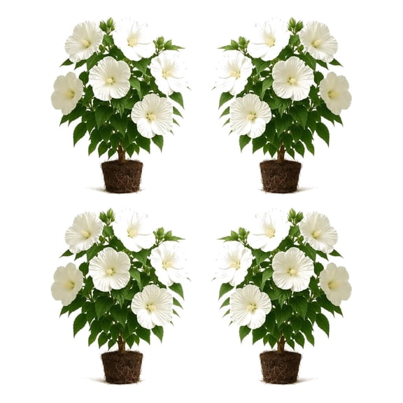 Hardy Hibiscus Luna White Starter Plants - Set of 4, Full Sun, USDA Zones 4-9, Ships Bare Root, No Pot