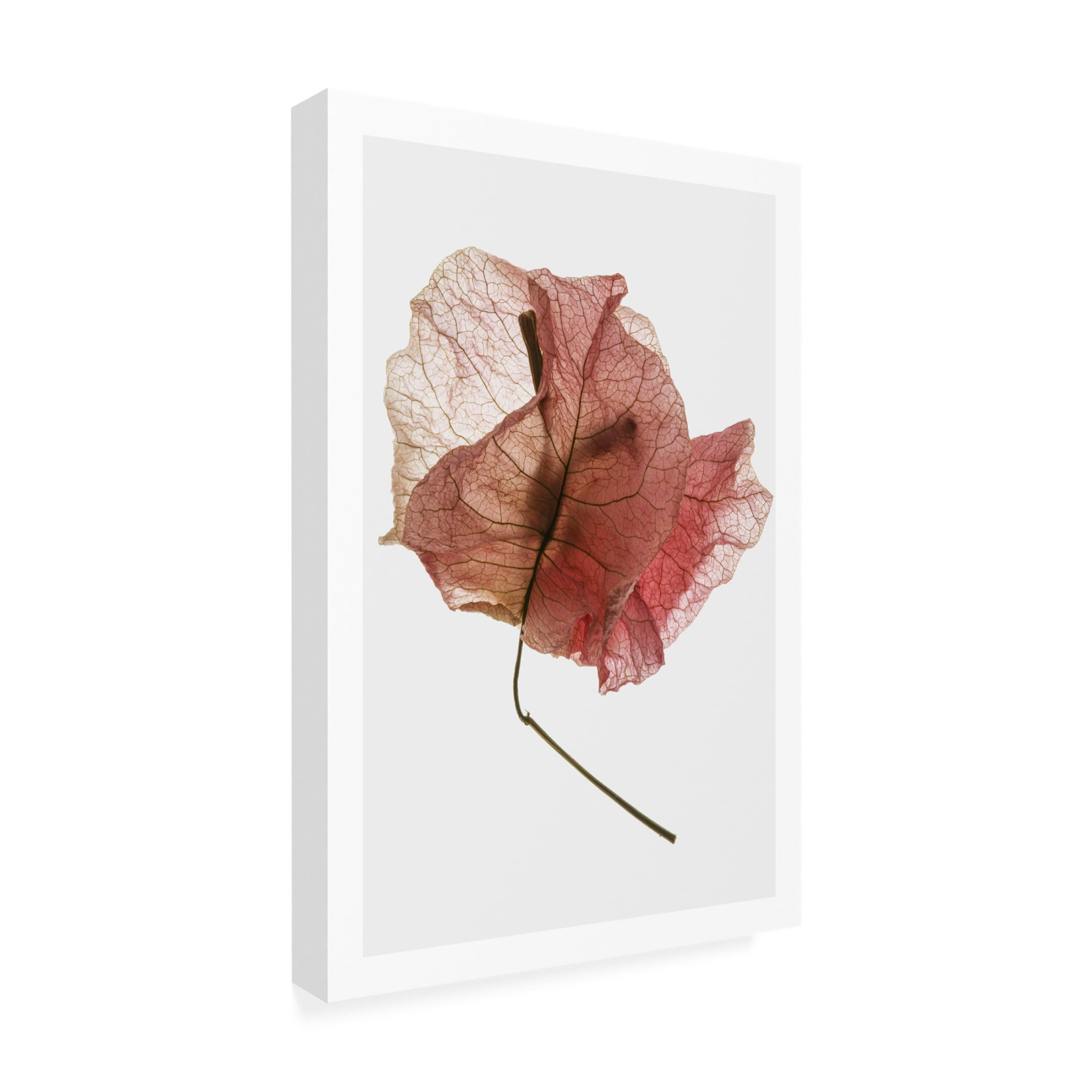 Trademark Fine Art Shot by Clint Bougainvillea Study No8 Canvas Wall Art