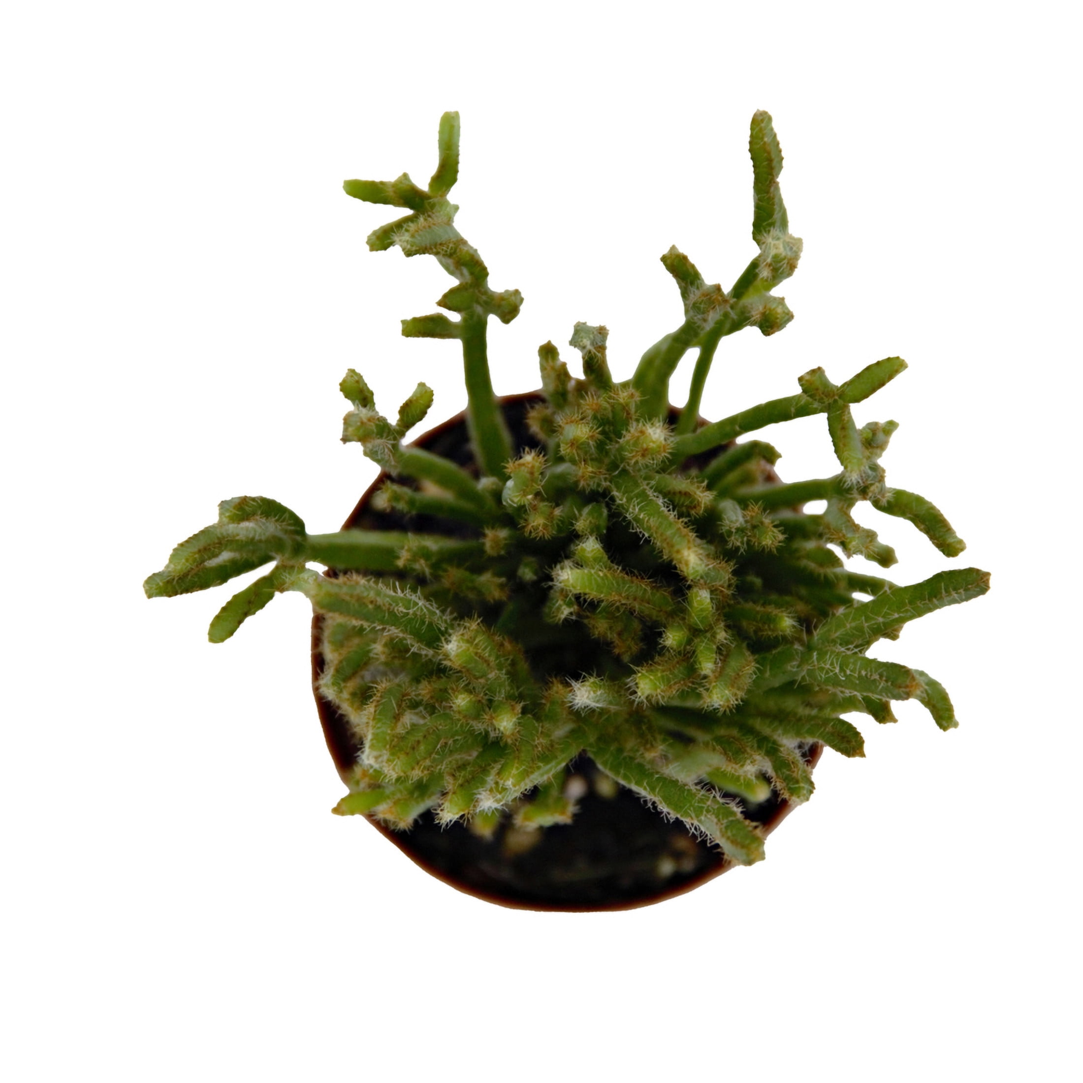 ReptiCulture Assorted Rhipsalis Tropical 2" Pot 3 pk