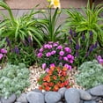thumbnail image 4 of Expert Gardener 2.5QT Silver Artemisia Live Perennial Plant Sun 3-Pack, 4 of 5
