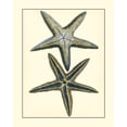 thumbnail image 2 of Vision Studio 26x32 White Modern Wood Framed Museum Art Print Titled - Antique Blue Starfish I, 2 of 4