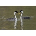 thumbnail image 2 of Archer, Ken 24x17 Gold Ornate Wood Framed with Double Matting Museum Art Print Titled - Western grebes-courting, 2 of 4