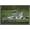 Barnwood Framed Version, variant on The Comedy Wildlife Photography Awards: Delphine Casimir - The Rainforest Dandy Wall Poster, 22.375" x 34"