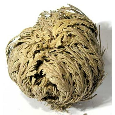 Fortune Telling Supplies Herbs Jericho Flowers Love Spells Bring Create Resurrect Romance (1 flower)